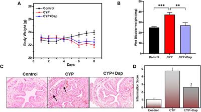 The NLRP3 Inflammasome Inhibitor Dapansutrile Attenuates Cyclophosphamide-Induced Interstitial Cystitis